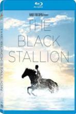 The Black Stallion